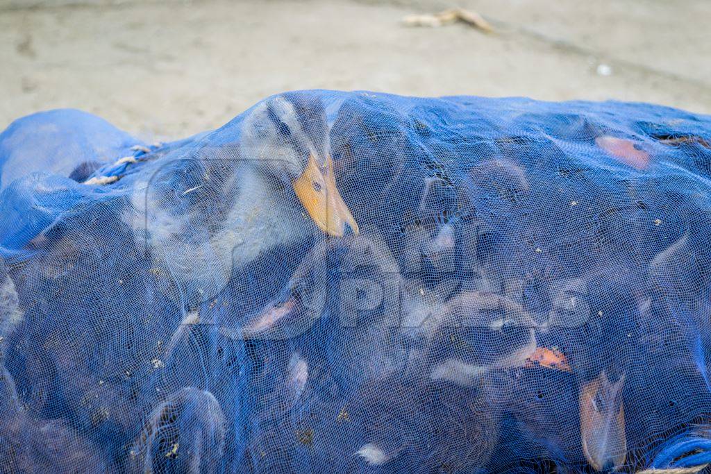 Ducks on sale for meat in a blue net at an animal market