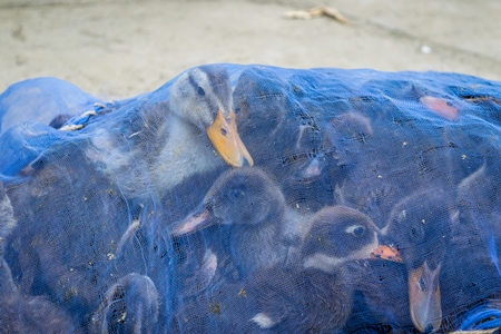 Ducks on sale for meat in a blue net at an animal market