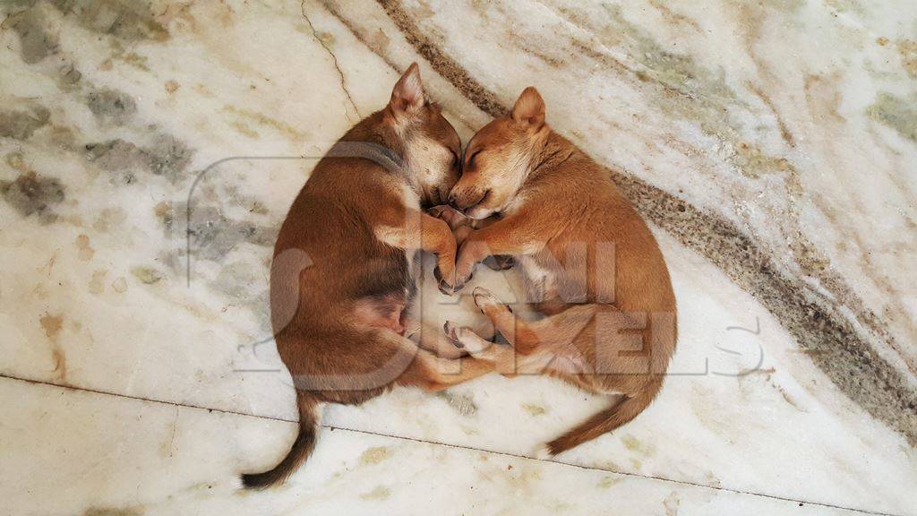 Two brown street puppies sleeping lying on ground