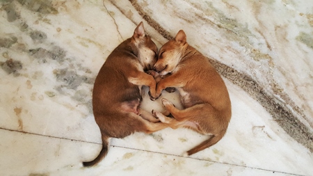 Two brown street puppies sleeping lying on ground