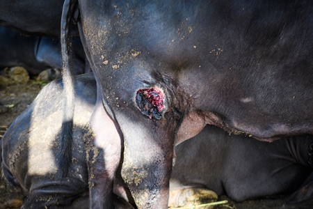 Indian buffalo with leg wound on an urban dairy farm or tabela, Aarey milk colony, Mumbai, India, 2023