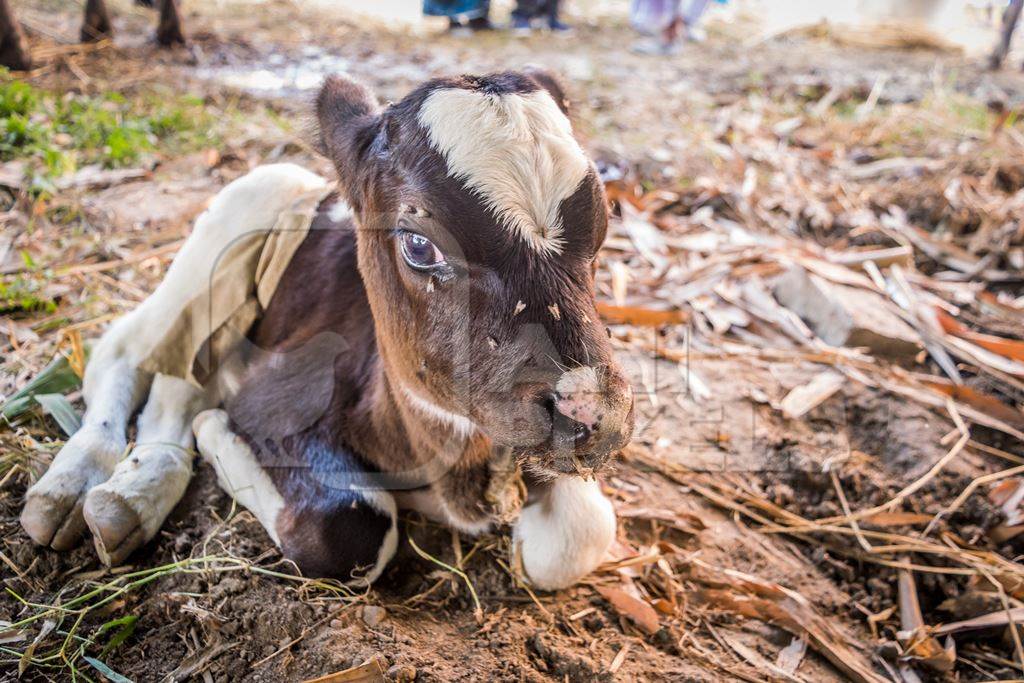 Small brown and white Indian dairy calf  tied up at Sonepur cattle fair, Bihar, India