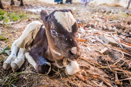 Small brown and white Indian dairy calf  tied up at Sonepur cattle fair, Bihar, India