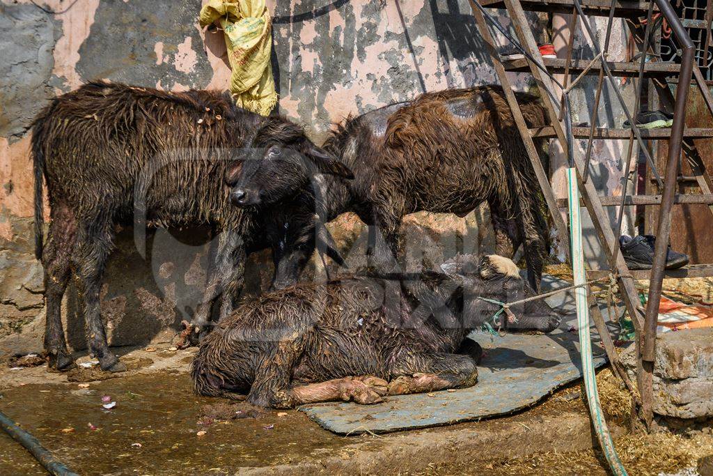 Indian baby buffalo calves tied up in the street outside a small urban tabela, Ghazipur Dairy Farm, Delhi, India, 2022