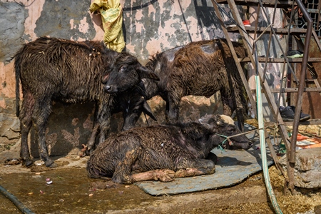 Indian baby buffalo calves tied up in the street outside a small urban tabela, Ghazipur Dairy Farm, Delhi, India, 2022