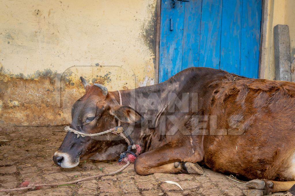 Dairy cow on a rural farm with a blue door in a village in Haridwar, Uttarakhand in India