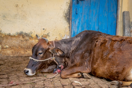 Dairy cow on a rural farm with a blue door in a village in Haridwar, Uttarakhand in India