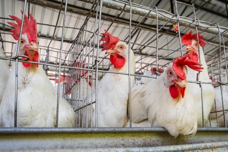 Battery cages containing three layer hens or chickens in each cage on a poultry layer farm or egg farm in rural Maharashtra, India, 2021