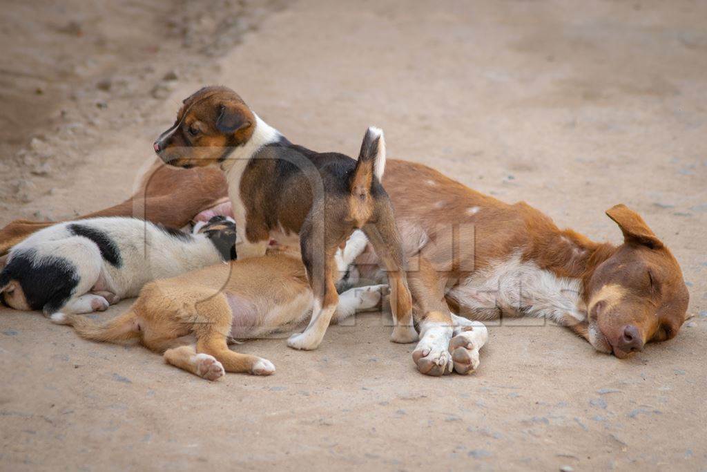 Mother stray dog with litter of street puppies in village in rural Bihar