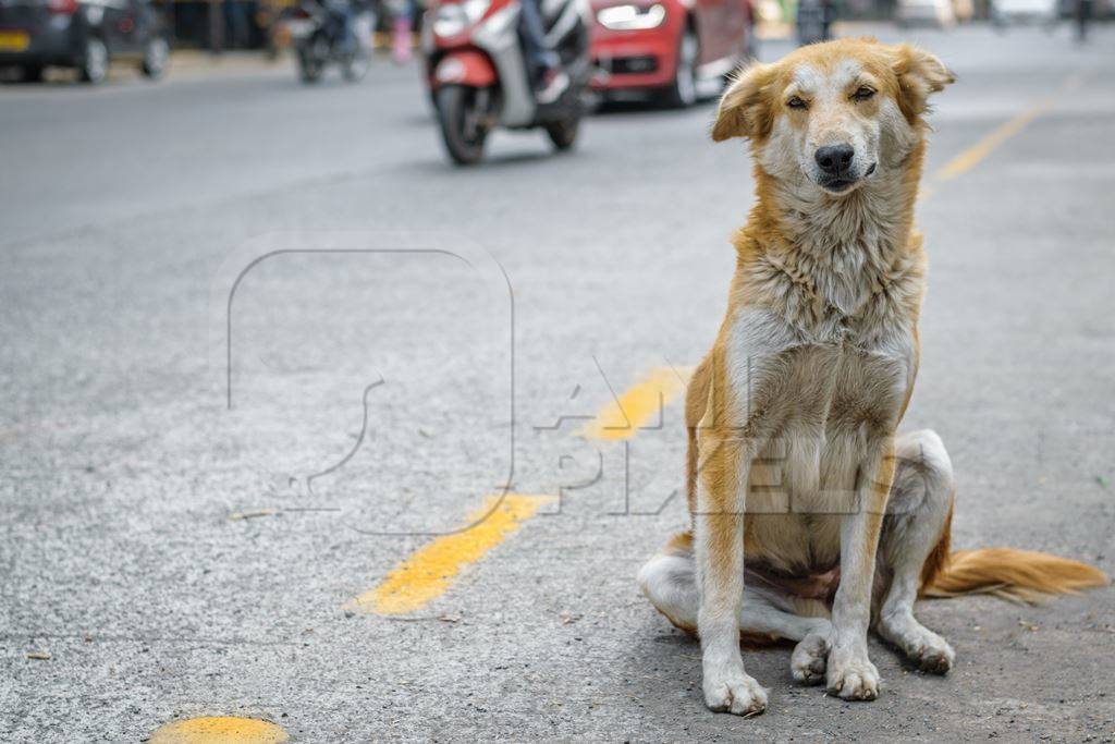 Stray street dog on road with traffic