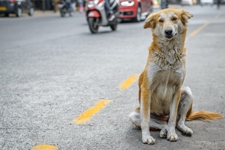 Stray street dog on road with traffic