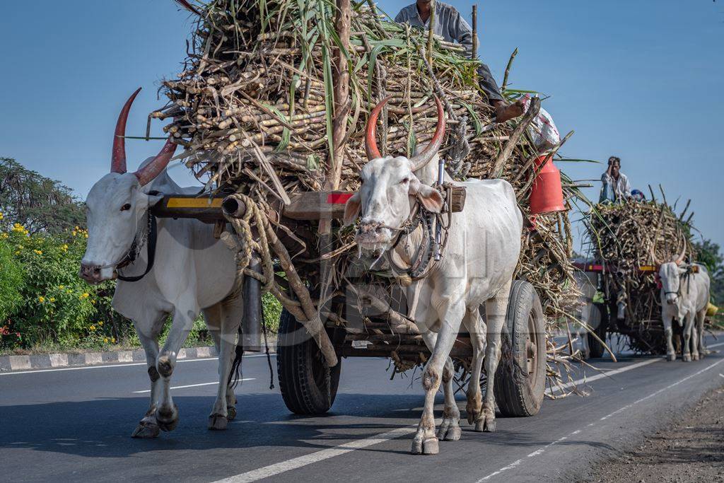 Many working Indian bullocks pulling sugarcane carts working as animal labour in the sugarcane industry in Maharashtra, India, 2020