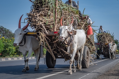 Many working Indian bullocks pulling sugarcane carts working as animal labour in the sugarcane industry in Maharashtra, India, 2020