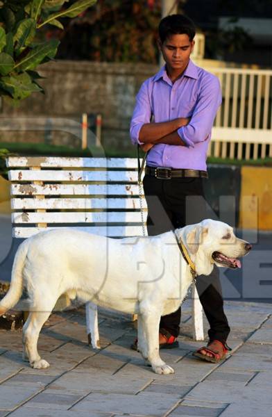Labrador pedigree dog kept as pet on chain with man on street