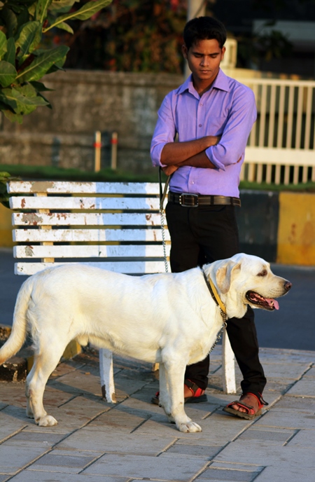 Labrador pedigree dog kept as pet on chain with man on street