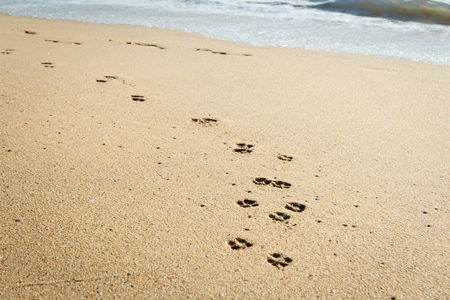 Beach dog on sandy beach in Goa also stray dog or street dog