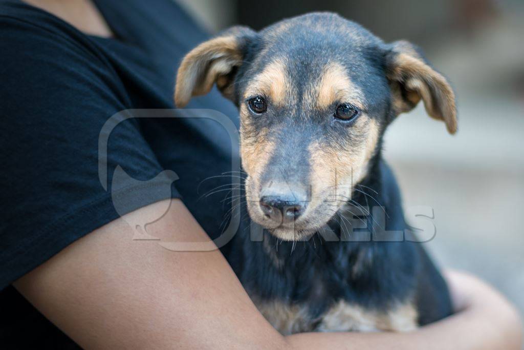 Volunteer animal rescuer girl holding small cute black and tan puppy in her arms