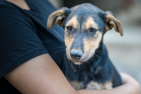 Volunteer animal rescuer girl holding small cute black and tan puppy in her arms