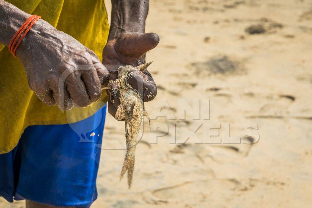 Fishermen removing hook from alive fish on a sandy beach in Kerala