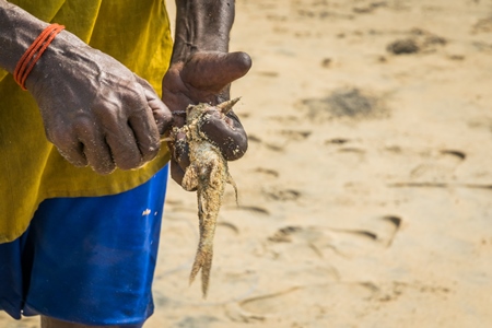 Fishermen removing hook from alive fish on a sandy beach in Kerala