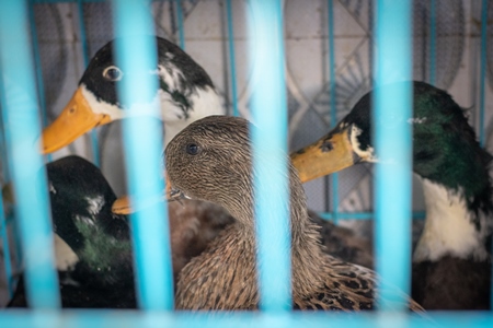 Duck in cage on sale as pet at Crawford pet market in Mumbai, India