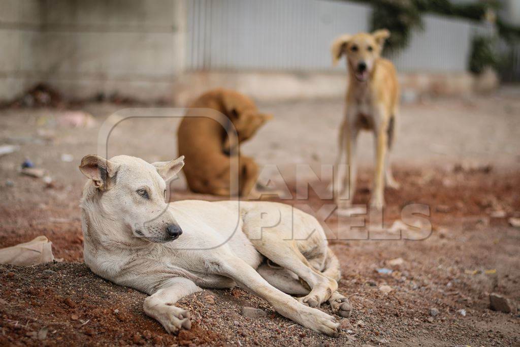 Street dogs on the road in urban city in Maharashtra in India