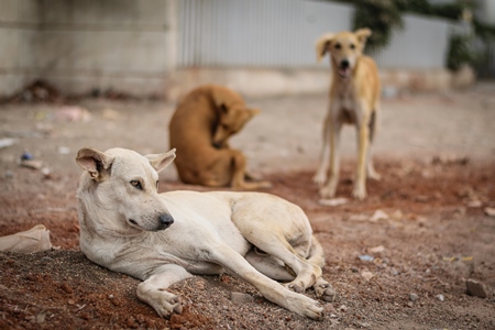 Street dogs on the road in urban city in Maharashtra in India