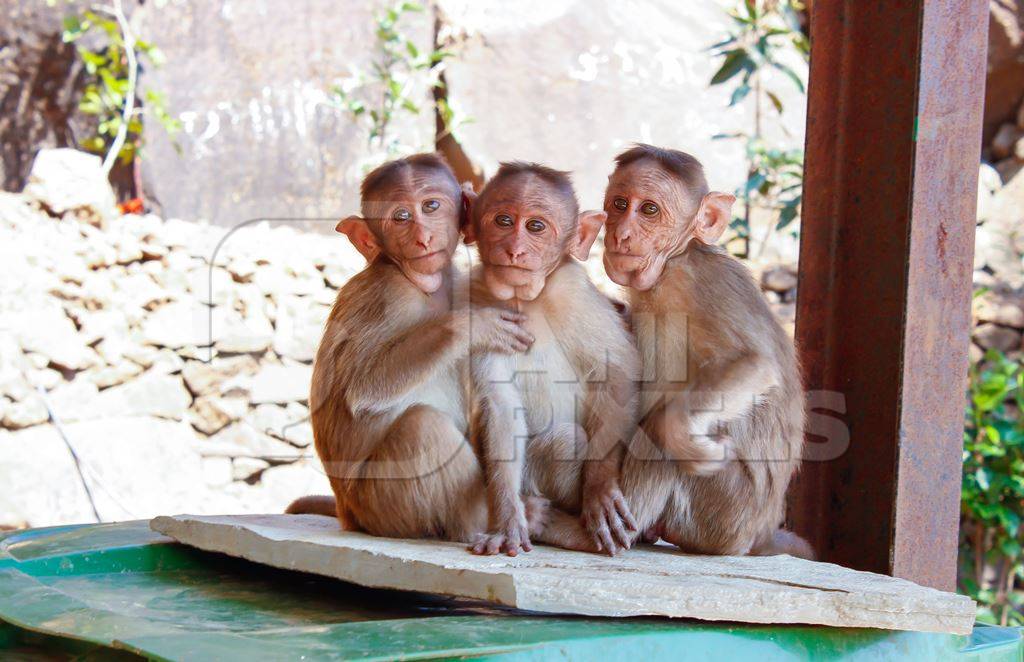 Three macaque monkeys huddled together