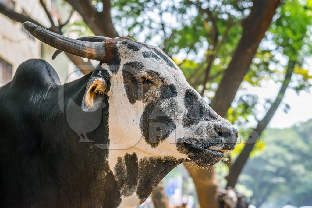 Black and white street cow or bull on street in city in Maharashtra