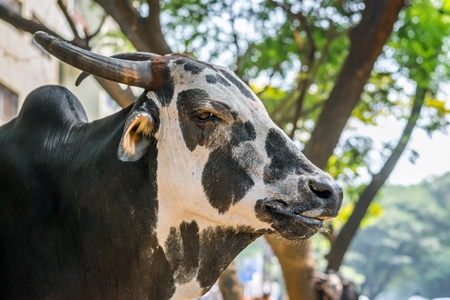 Black and white street cow or bull on street in city in Maharashtra