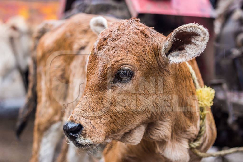 Dairy calf tied up in an urban dairy in Maharashtra