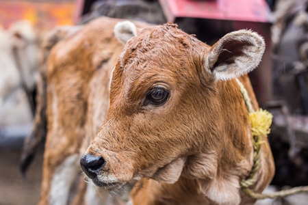 Dairy calf tied up in an urban dairy in Maharashtra