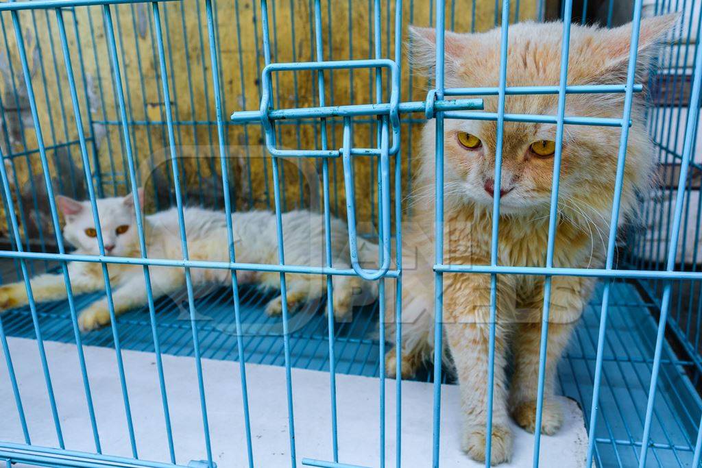 Pedigree breed kitten in cage on sale at Crawford pet market