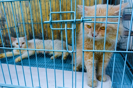 Pedigree breed kitten in cage on sale at Crawford pet market