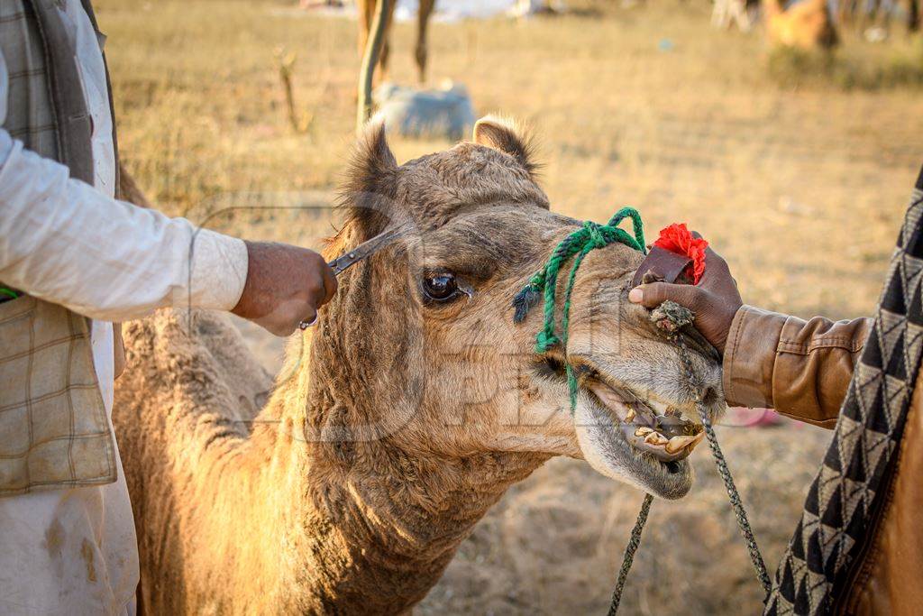 Man cutting the hair of an Indian camel at Nagaur Cattle Fair, Nagaur,  Rajasthan, India, 2022 : Anipixels