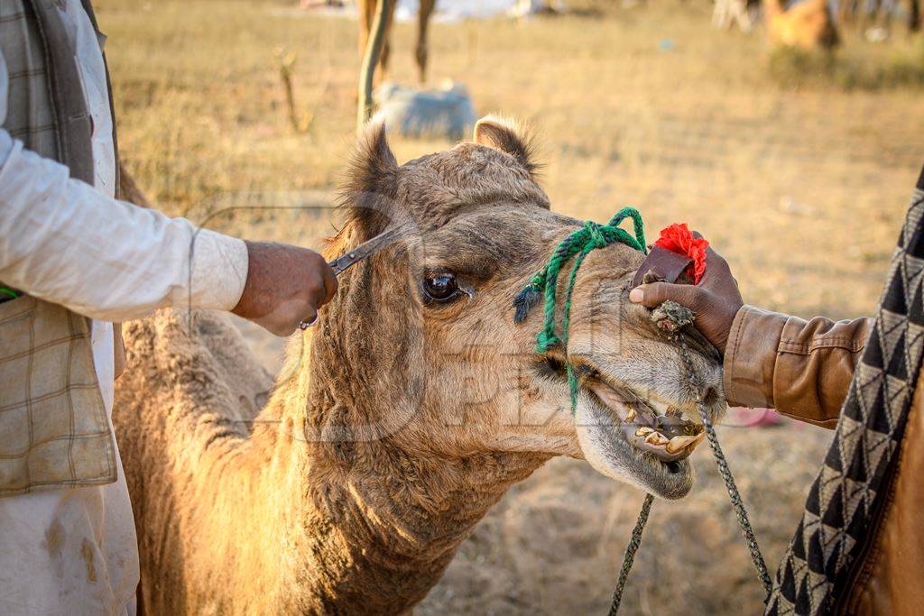 Man cutting the hair of an Indian camel at Nagaur Cattle Fair, Nagaur, Rajasthan, India, 2022