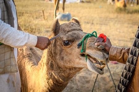 Man cutting the hair of an Indian camel at Nagaur Cattle Fair, Nagaur, Rajasthan, India, 2022