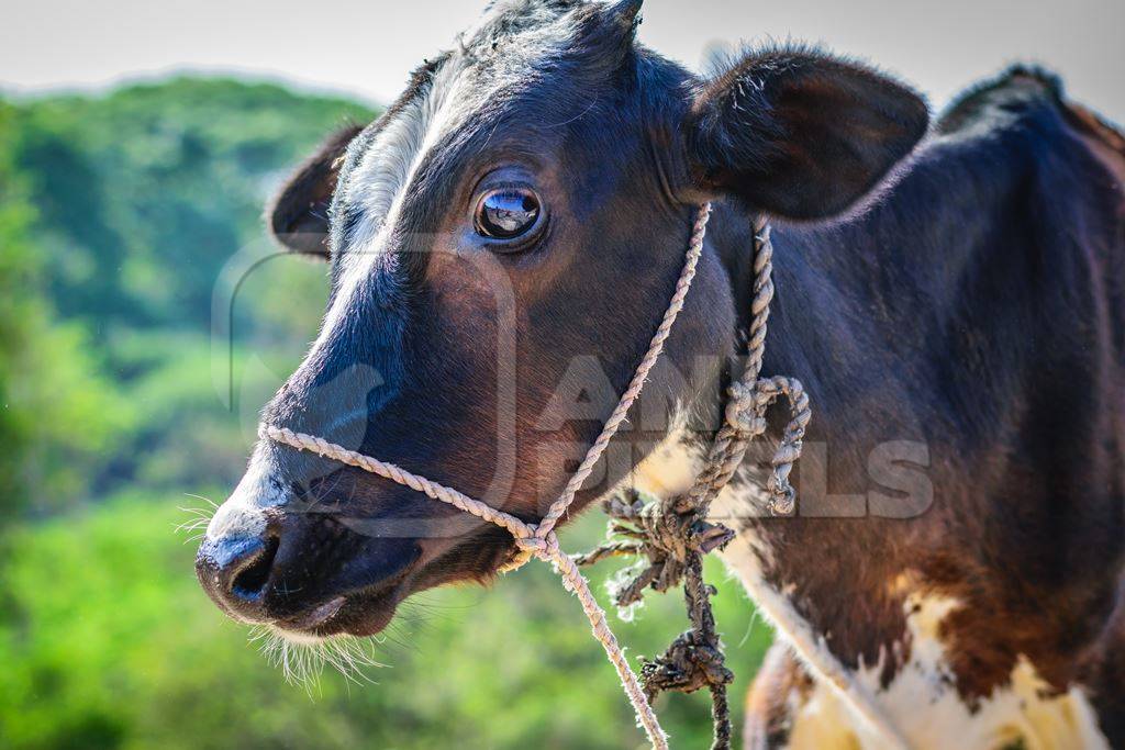 Calf tied up in an urban dairy in a slum in Maharashtra