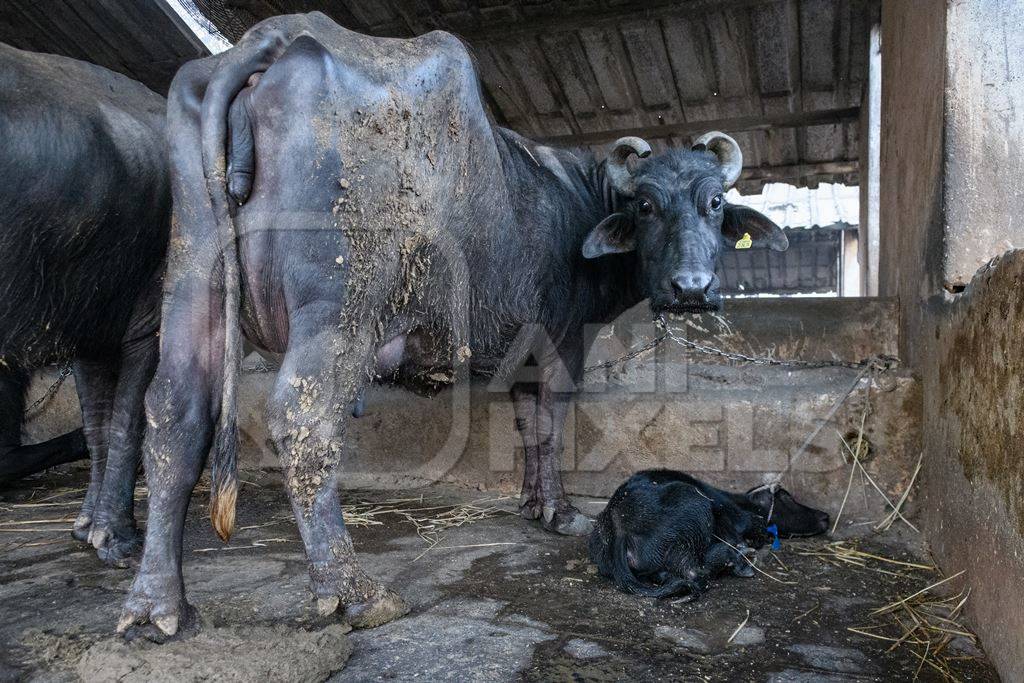 Farmed Indian buffaloes on an urban dairy farm or tabela, Aarey milk colony, Mumbai, India, 2023