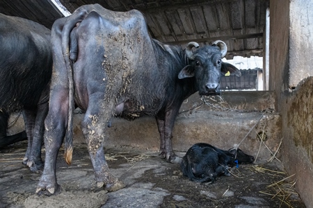 Farmed Indian buffaloes on an urban dairy farm or tabela, Aarey milk colony, Mumbai, India, 2023