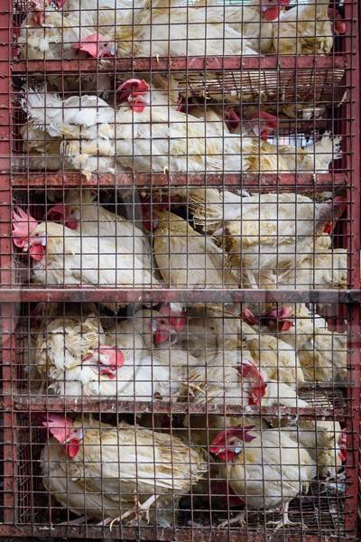 Indian broiler chickens in a transport truck at a small chicken poultry market in Jaipur, India, 2022