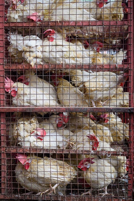 Indian broiler chickens in a transport truck at a small chicken poultry market in Jaipur, India, 2022