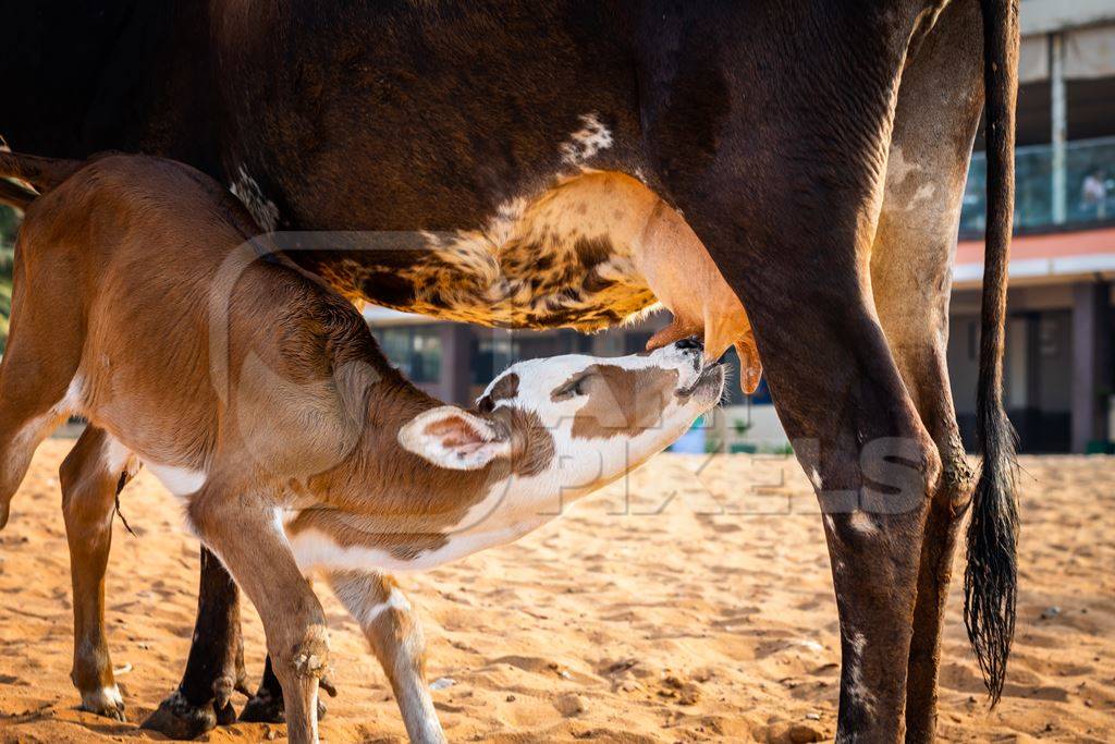 Mother and baby street cows on beach in Goa in India with baby calf suckling milk from mother