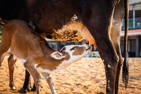 Mother and baby street cows on beach in Goa in India with baby calf suckling milk from mother