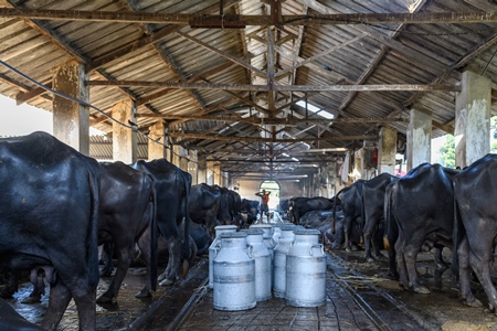 Milk cans or pails with Indian buffaloes tied up in a line in a concrete shed on an urban dairy farm or tabela, Aarey milk colony, Mumbai, India, 2023