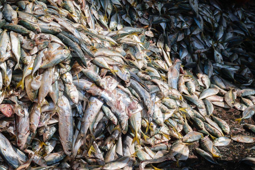 Big pile of fish on sale at a fish market at Sassoon Docks