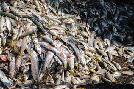 Big pile of fish on sale at a fish market at Sassoon Docks