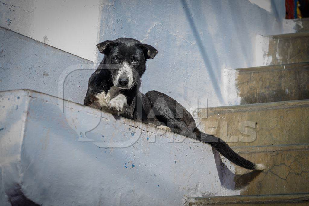 Indian street dog or stray pariah dog with white wall background in the urban city of Jodhpur, India, 2022
