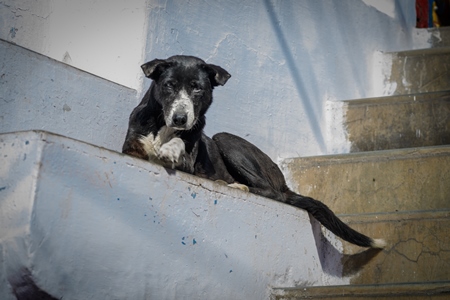 Indian street dog or stray pariah dog with white wall background in the urban city of Jodhpur, India, 2022