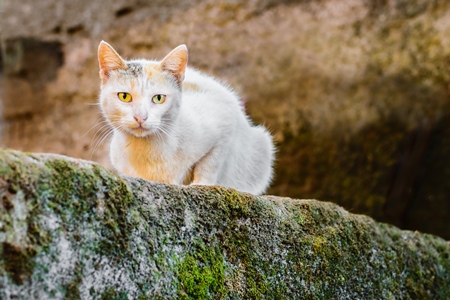 White street cat sitting on old mossy wall